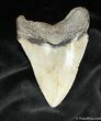 Megalodon Tooth - Sharp Tip #865-2